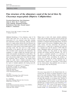 Fine structure of the alimentary canal of the larval blow fly