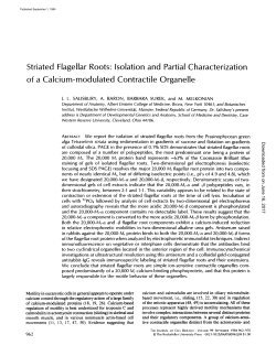 Striated Flagellar Roots" Isolation and Partial Characterization of a