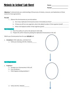 Meiosis in Action! Lab Sheet
