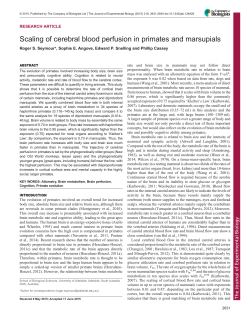Scaling of cerebral blood perfusion in primates and marsupials
