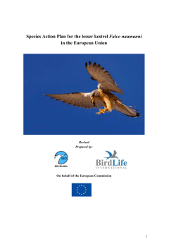Species Action Plan for the lesser kestrel Falco naumanni in the