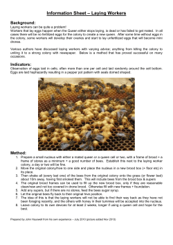 Information Sheet &ndash; Laying Workers
