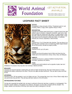 leopard fact sheet - World Animal Foundation
