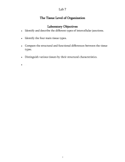 Lab 7 Tissues