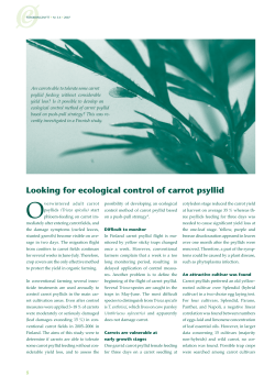 Looking for ecological control of carrot psyllid