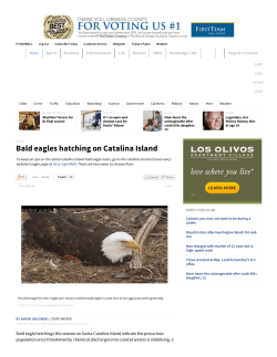 Bald eagles hatching on Catalina Island