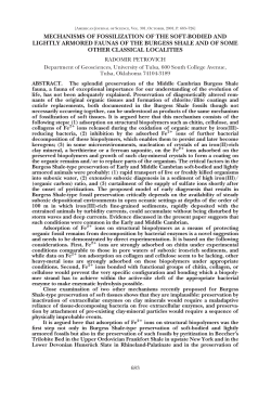 mechanisms of fossilization of the soft
