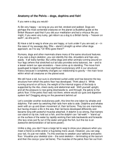 Anatomy of the Pelvis