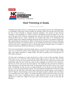 Hoof Trimming in Goats