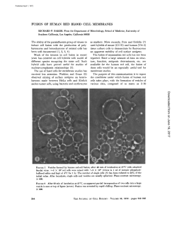 FUSION OF HUMAN RED BLOOD CELL MEMBRANES on October