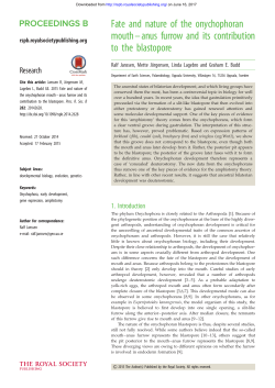 Fate and nature of the onychophoran mouth&ndash;anus furrow and its