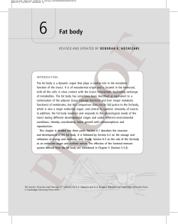 6 Fat body