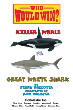 GREAT WHITE SHARK KILLER WHALE