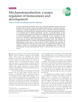 Mechanotransduction: a major regulator of homeostasis and