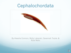 Cephalochordata