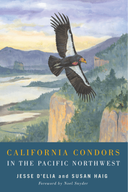 an Excerpt from California Condors in the