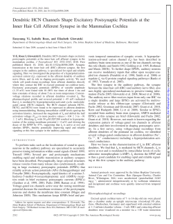 Dendritic HCN Channels Shape Excitatory