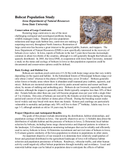 Bobcat Population Study