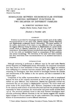 HOMOLOGIES BETWEEN NEUROMUSCULAR SYSTEMS