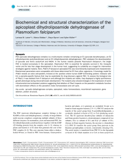 Biochemical and structural characterization of the apicoplast