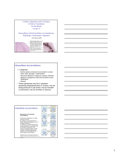 Intracellular accumulations
