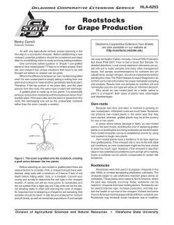 Rootstocks for Grape Production - OSU Fact Sheets