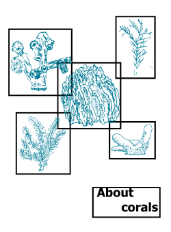 About corals
