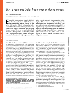 ERK1c regulates Golgi fragmentation during mitosis