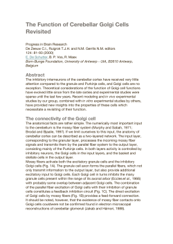 The Function of Cerebellar Golgi Cells Revisited