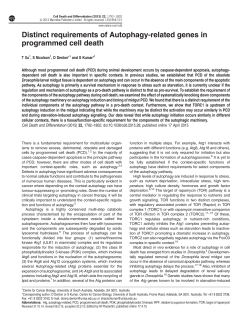 Distinct requirements of Autophagy-related genes in