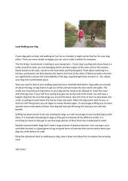 Lead Walking your Dog If your dog pulls on lead, and walking isn`t