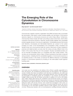 The emerging role of the cytoskeleton in chromosome dynamics