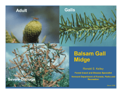 Balsam Gall Midge - UNH Cooperative Extension