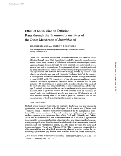 Effect of Solute Size on Diffusion Rates through the Transmembrane
