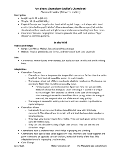 Fact Sheet: Chameleon (Meller`s Chameleon) Chamaeleonidae