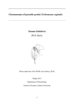 Chromosomes of parasitic protist Trichomonas vaginalis and the