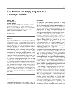 Daily Torpor in Free-Ranging Whip-Poor