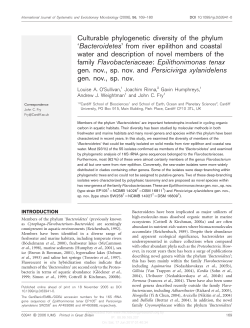 Culturable phylogenetic diversity of the phylum `Bacteroidetes` from