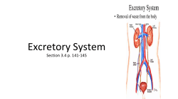 Excretory System
