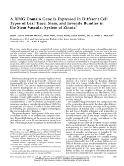 A RING Domain Gene Is Expressed in Different