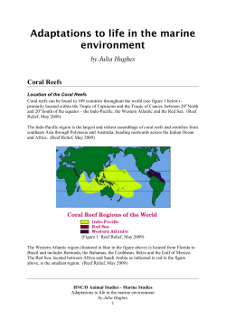 Fauna of the Coral Reefs