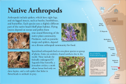 Arthropods include spiders, which have eight legs, and six