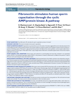 Fibronectin stimulates human sperm capacitation