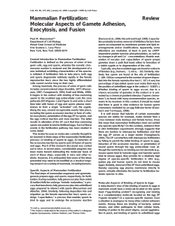 Mammalian Fertilization: Review Molecular Aspects of Gamete