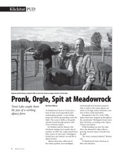Pronk, Orgle, Spit at Meadowrock Alpacas, by Drew Myron, Pages 4-5