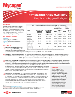 estimating corn maturity