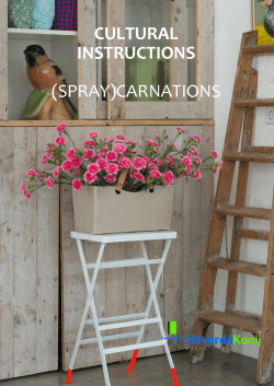 (spray)carnations