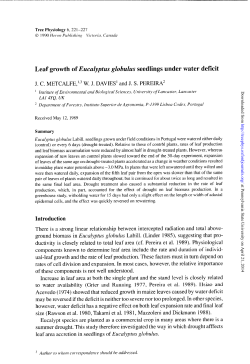 Leaf growth of Eucalyptus globulus seedlings under