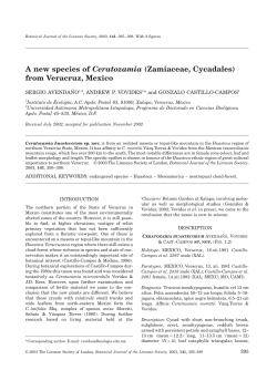 A new species of Ceratozamia (Zamiaceae, Cycadales)