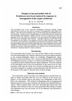 Changes in the pericardial cells of Periplaneta americana induced